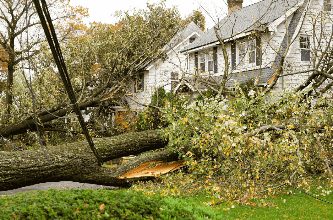 Uprooted tree fell onto house