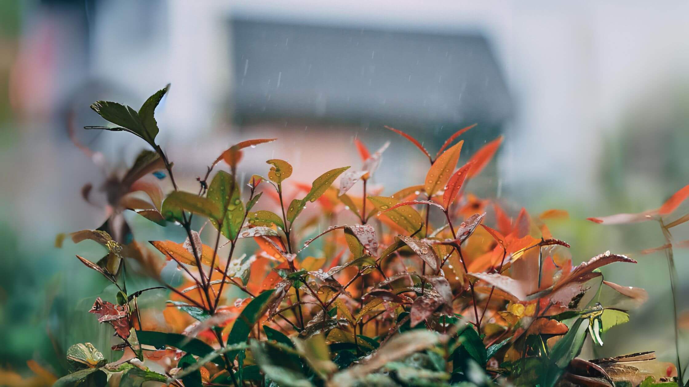 Wet Weather