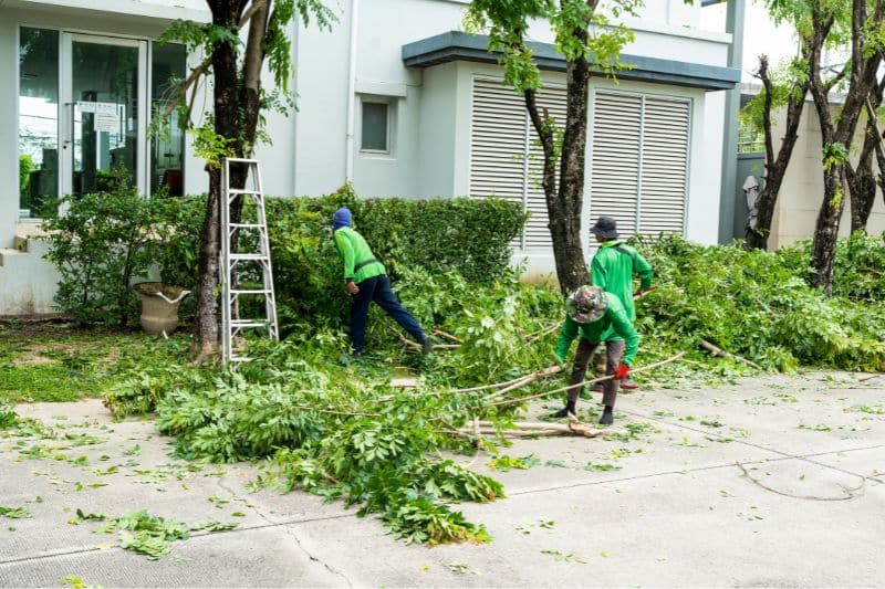 Trim Overhanging Trees