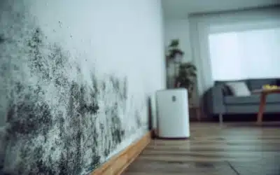 Mold Growth: What You Need to Know